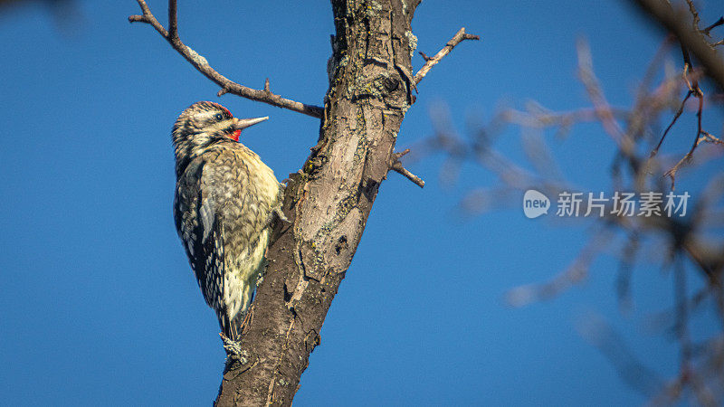 Pic maculé（Sphyrapicus varius），黄腹吸蜜鹦鹉，Chupasavia Norteño。